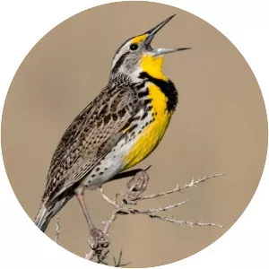 Meadowlarks