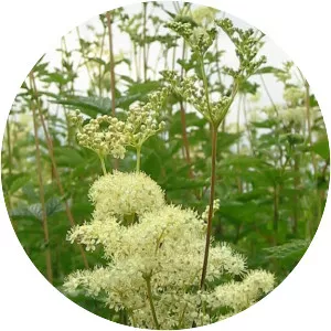 Meadowsweet