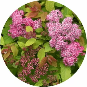 Meadowsweets - Plants