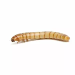 Mealworm