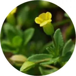 Mecardonia procumbens