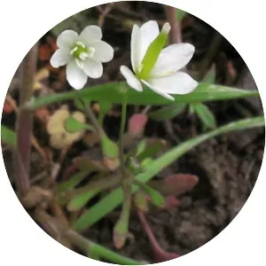 Meconella denticulata