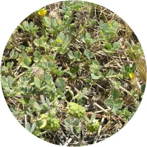 Medicago truncatula - Plants