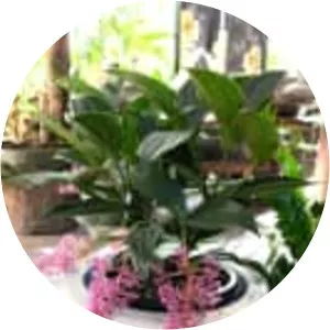 Medinilla myriantha - 