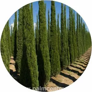 Mediterranean cypress