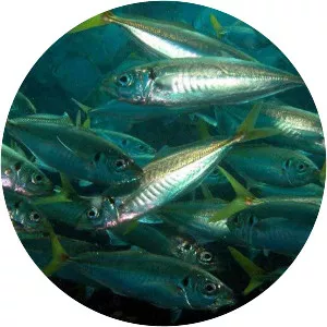 Mediterranean horse mackerel