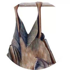 Mediterranean horseshoe bat