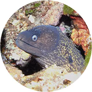 Mediterranean moray