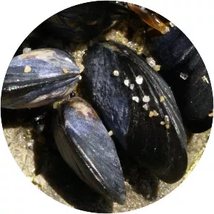 Mediterranean mussel