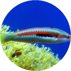 Mediterranean rainbow wrasse