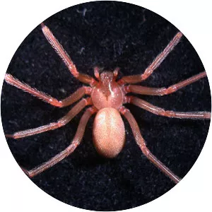 Mediterranean recluse spider