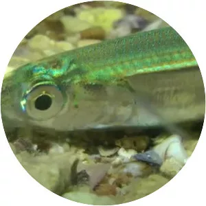 Mediterranean sand smelt