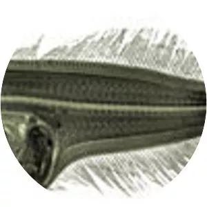 Mediterranean scaldfish