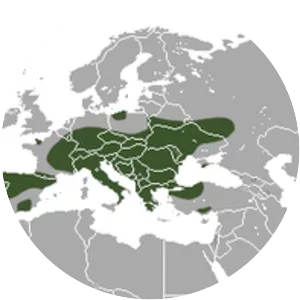 Mediterranean water shrew photograph