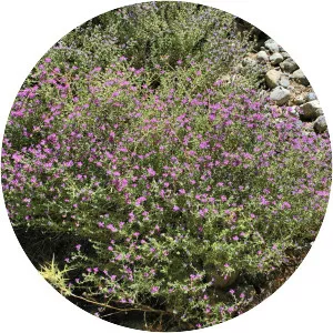Mediterranean wild thyme