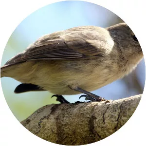 Medium tree finch - Bird