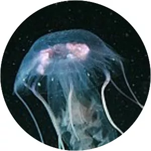 Medusozoa