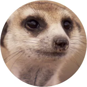 Meerkat