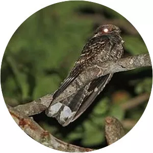 Mees's nightjar