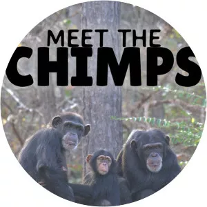 Meet The ChimpsSince 2020