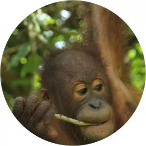 Meet the Orangutans - TV program