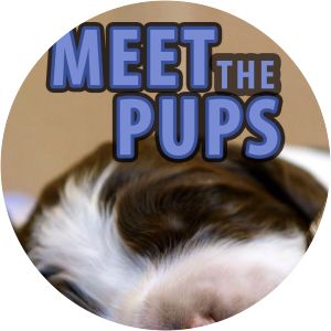 Meet The Pups - TV series
