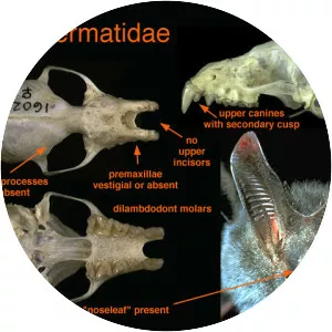 Megadermatidae