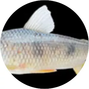 Megaleporinus obtusidens