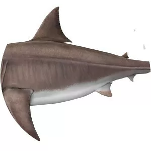 Megalodon