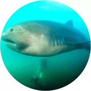 Megamouth shark