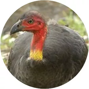 Megapode