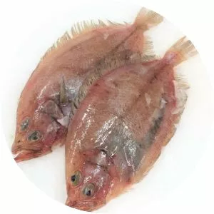 Megrim (Pisi baligi)