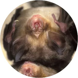 Mehely's horseshoe bat - Animal
