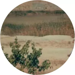 Mehmet Welat - Musical artist