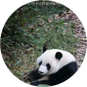 Mei Lan - Giant panda