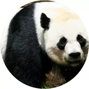 Mei Xiang