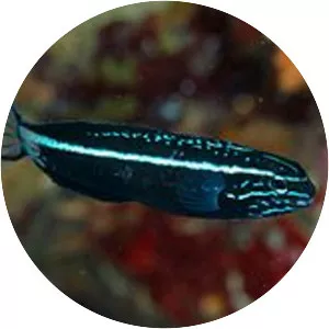 Meiacanthus kamoharai