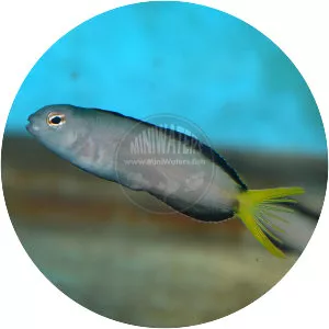 Meiacanthus mossambicus