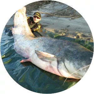 Mekong giant catfish