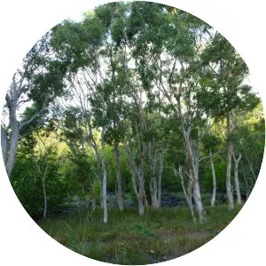 Melaleuca acacioides - 