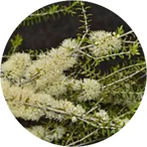 Melaleuca acutifolia - 