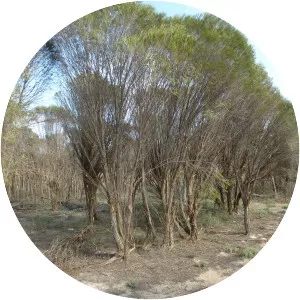 Melaleuca atroviridis - 