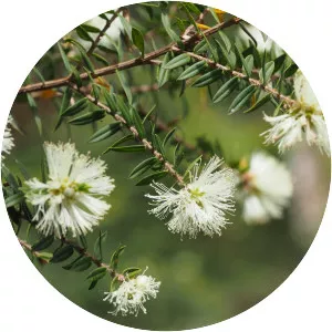 Melaleuca biconvexa - 