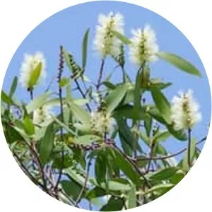 Melaleuca cajuputi - Plants