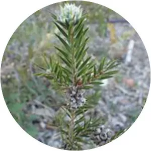 Melaleuca capitata - 