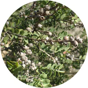 Melaleuca cheelii - 