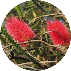 Melaleuca coccinea - 
