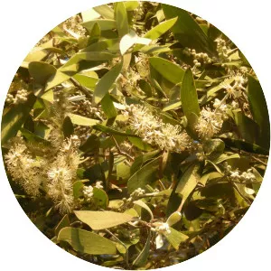 Melaleuca dealbata - 