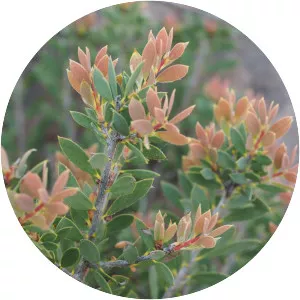 Melaleuca deanei - 