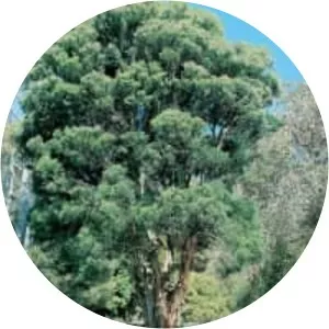 Melaleuca decora - 